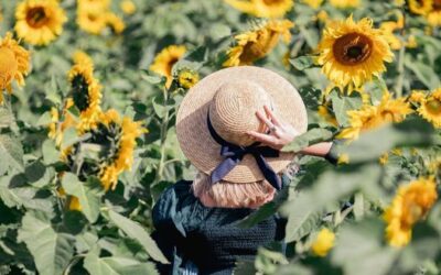 Sunflower Season Toowoomba